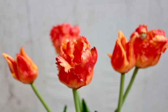 【リアルな触り心地】まるで生花のような瑞々しさ|パーロットチューリップブーケ|アーティフィシャルフラワー【オレンジ】 6枚目の画像