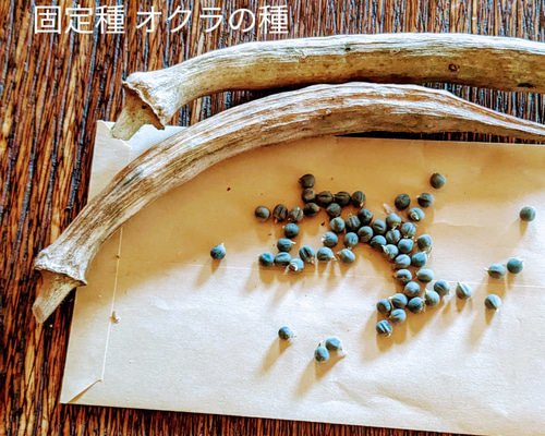 固定種　栽培時農薬不使用　オクラ 2_000000000812.jpg?1678209904