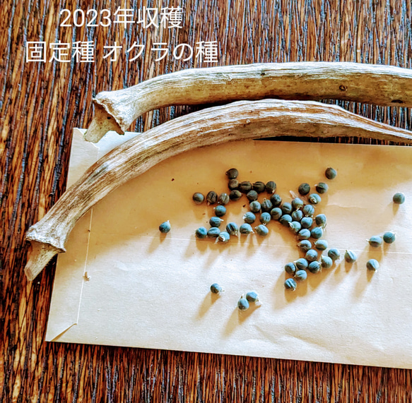 オクラの種 おくらの種 農薬不使用種 固定種 丸オクラ 50粒