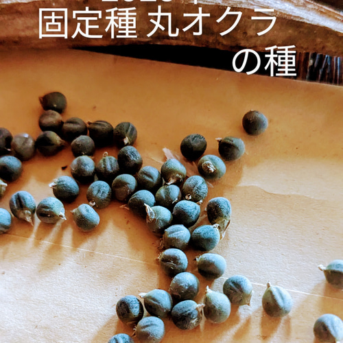 固定種　栽培時農薬不使用　オクラ オクラの種 おくらの種 農薬不使用種 固定種 丸オクラ 50粒