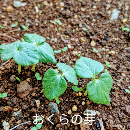 固定種　栽培時農薬不使用　オクラ オクラの種 おくらの種 農薬不使用種 固定種 丸オクラ 50粒