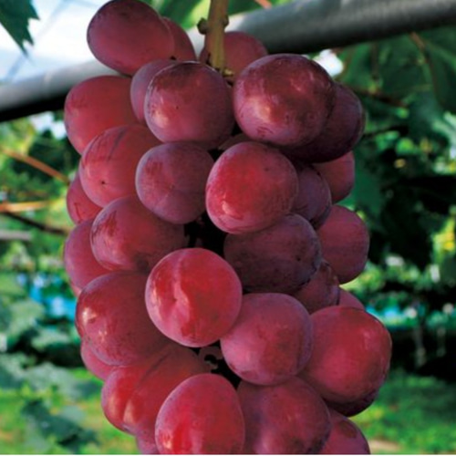 ぶどう【バイオレットキング】赤いシャインマスカット500円玉の大きさ