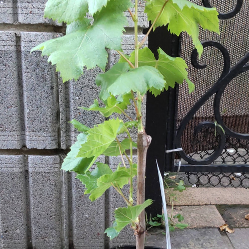 ぶどう【バイオレットキング】赤いシャインマスカット500円玉の