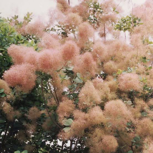 スモークツリー ピンクパール 種 5粒 その他素材 mofrin 通販