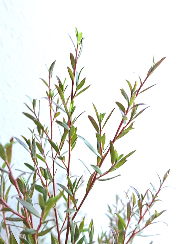 ●数量限定●新作●　希少　大きめ　美樹形　”ティーツリー　レプトスペルマム　カッパーグロウ　鉢/受け皿セット”　観葉植物 5枚目の画像