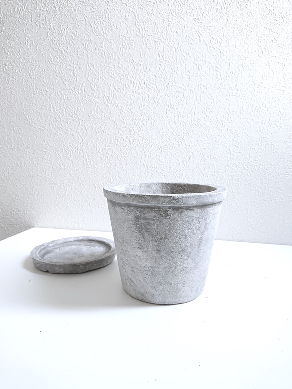 ●数量限定●新作●　希少　大きめ　美樹形　”ティーツリー　レプトスペルマム　カッパーグロウ　鉢/受け皿セット”　観葉植物 9枚目の画像