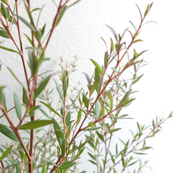 ●数量限定●新作●　希少　大きめ　美樹形　”ティーツリー　レプトスペルマム　カッパーグロウ　鉢/受け皿セット”　観葉植物 6枚目の画像