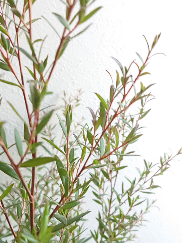 ●数量限定●新作●　希少　大きめ　美樹形　”ティーツリー　レプトスペルマム　カッパーグロウ　鉢/受け皿セット”　観葉植物 6枚目の画像