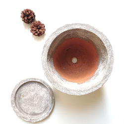 ●数量限定●新作●　希少　大きめ　美樹形　”ティーツリー　レプトスペルマム　カッパーグロウ　鉢/受け皿セット”　観葉植物 13枚目の画像