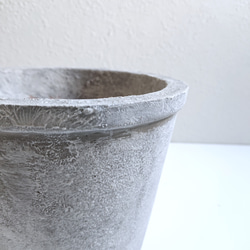 ●数量限定●新作●　希少　大きめ　美樹形　”ティーツリー　レプトスペルマム　カッパーグロウ　鉢/受け皿セット”　観葉植物 12枚目の画像