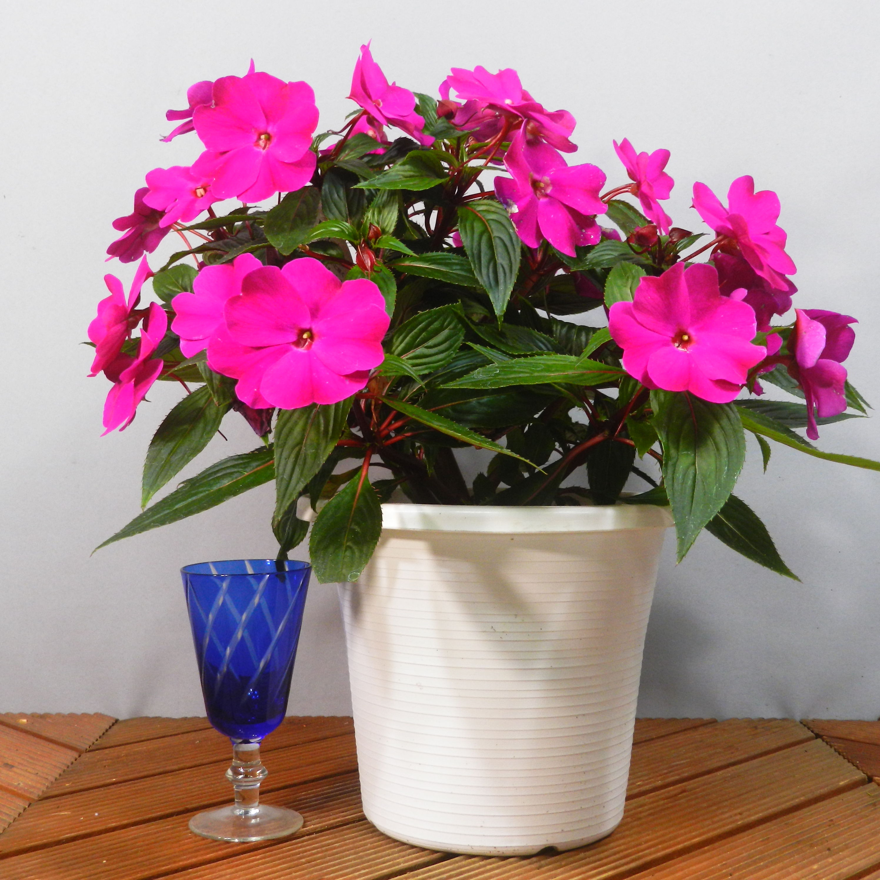 608〓超希少Peritassa hatschbachiiチビ苗 [限１鉢] 小倉(5号鉢) | bachi