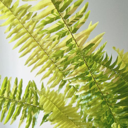 再入荷】【数量限定】ネフロレピス ハッピーマーブル 観葉植物 吊り