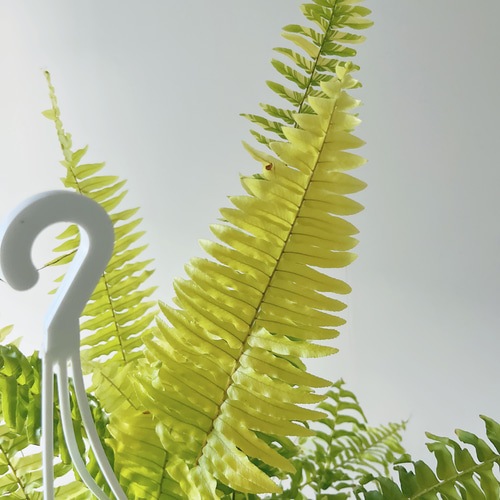 【一点限定】ネフロレピス タイガー ハッピーマーブル ハンギング 希少 観葉植物 ハッピーマーブル 観葉植物＊ 限定品】ネフロレピス タイガー ハッピー