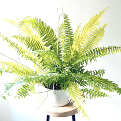 再入荷】【数量限定】ネフロレピス ハッピーマーブル 観葉植物 吊り