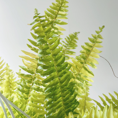 再入荷】【数量限定】ネフロレピス ハッピーマーブル 観葉植物 吊り