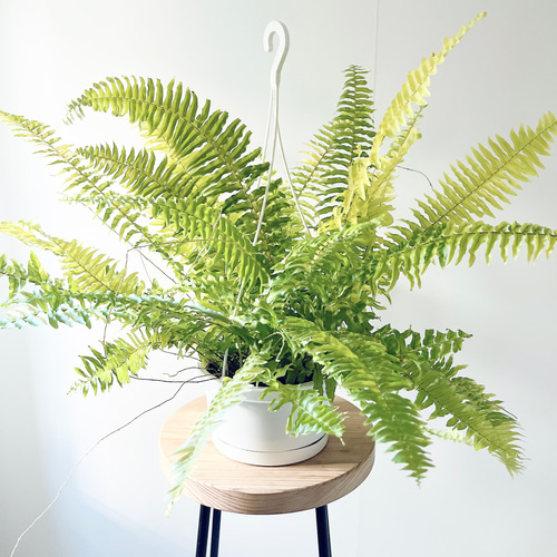 【一点限定】ネフロレピス タイガー ハッピーマーブル ハンギング 希少 観葉植物 ハッピーマーブル 観葉植物＊ 限定品】ネフロレピス タイガー ハッピー