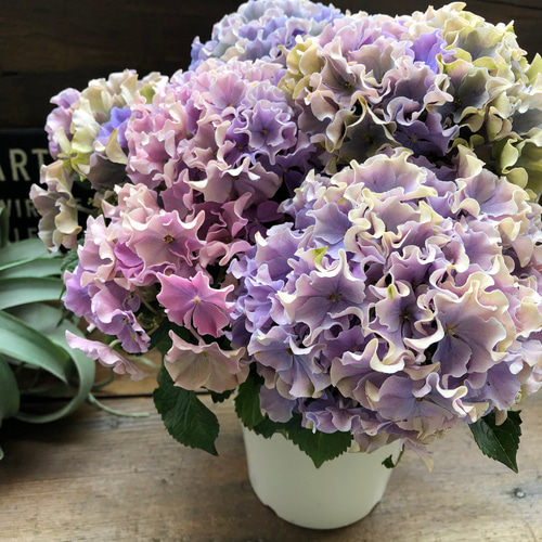 新品種♡カラーウェーブ♡希少♡秋色♡マーブル♡紫陽花 アート