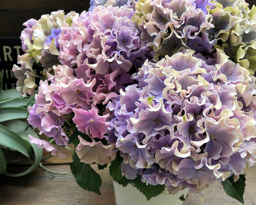 新品種♡カラーウェーブ♡希少♡秋色♡マーブル♡紫陽花 アート