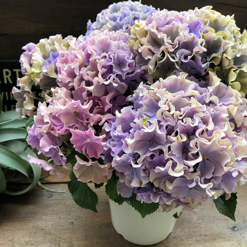 新品種♡カラーウェーブ♡希少♡秋色♡マーブル♡紫陽花 アート