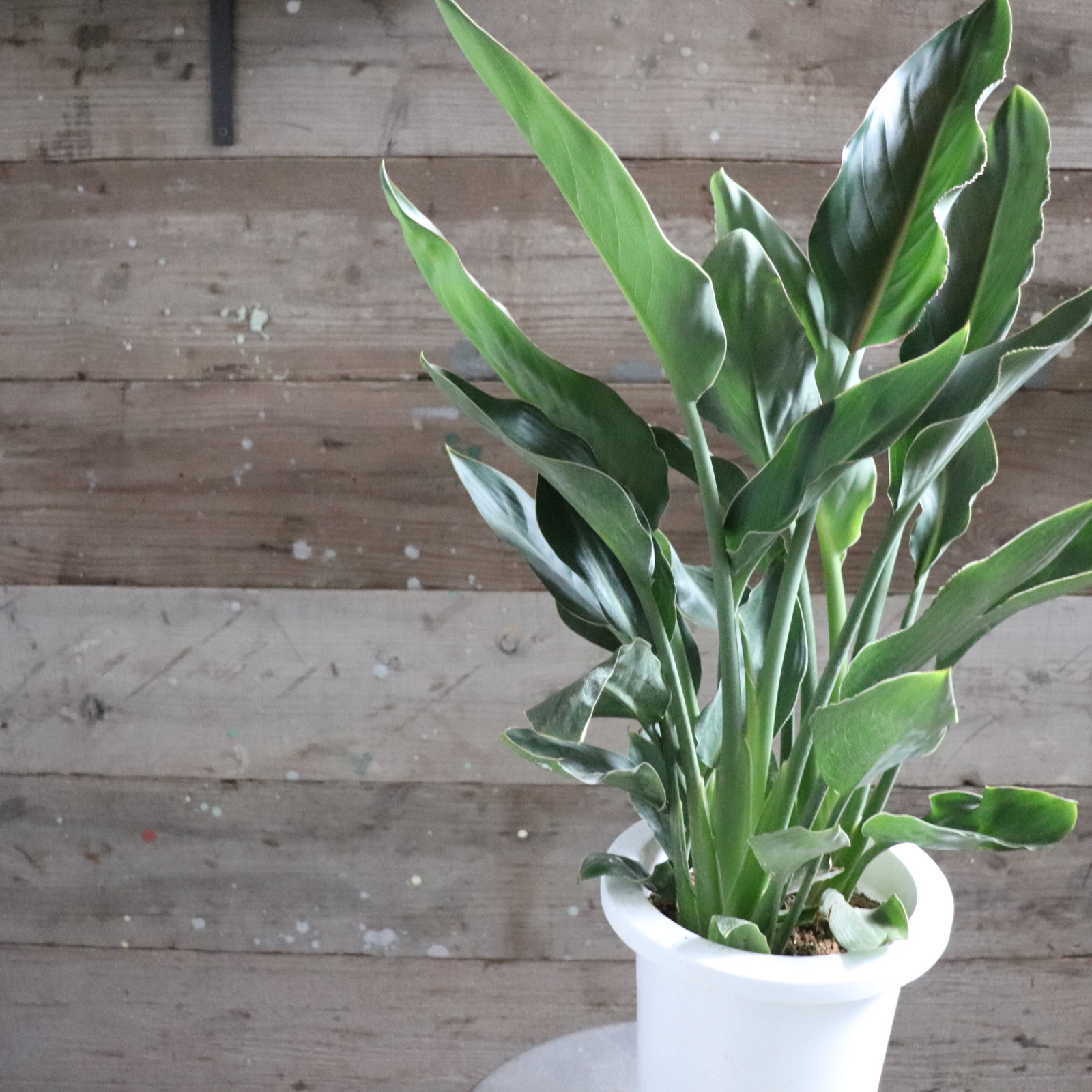 レギネ♡観葉植物♡ストレチア♡極楽鳥花