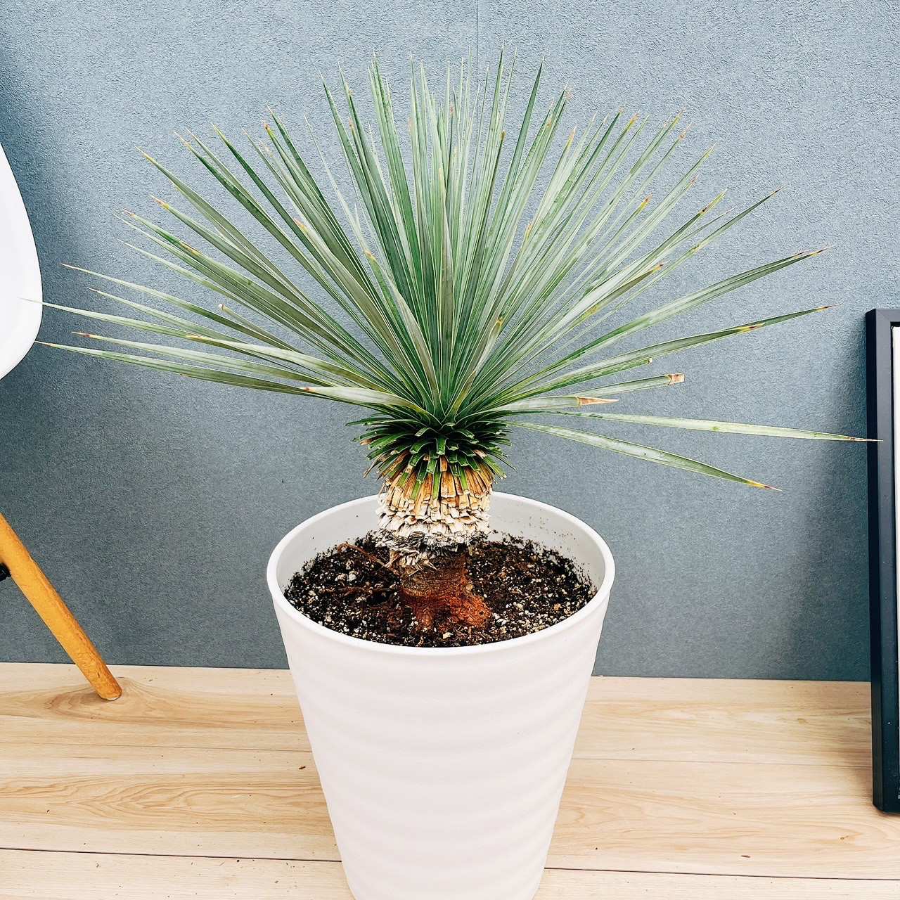 C*E様 希少　実生　ユッカロストラータ　斑入り C*E様 希少 実生 ユッカロストラータ 斑入り C*E様 希少 実生 ユッカ