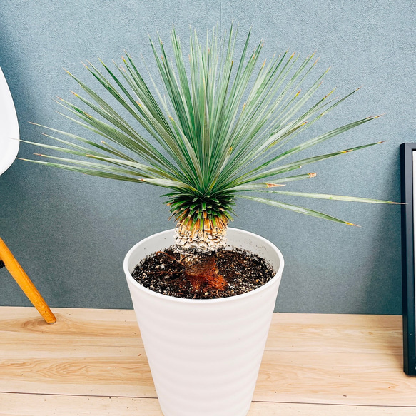 現品］【希少】ユッカ ロストラータ 実生 短葉 幹立 10号 観葉