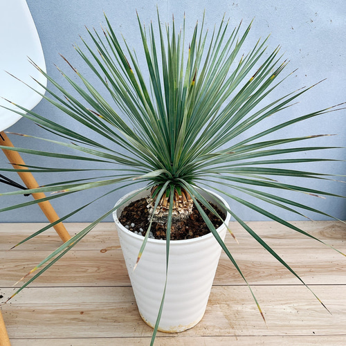 専用出品　ユッカロストラータ実生苗　優良株　分頭あり Yucca ユッカロストラータ 実生苗 2022年6月播種｜Yahoo!フリマ