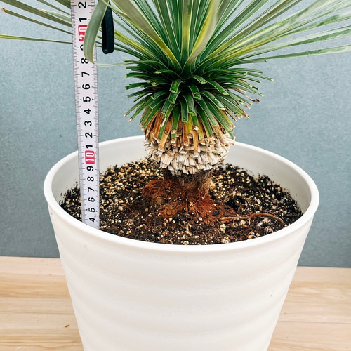 現品］【希少】ユッカ ロストラータ 実生 短葉 幹立 10号 観葉