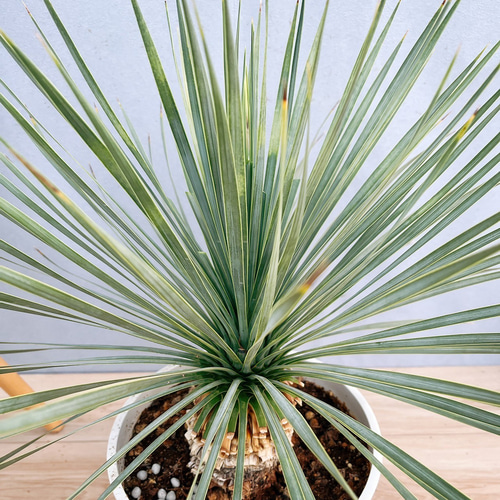 現品］【希少】ユッカ ロストラータ 実生 8号 観葉植物 レア 地