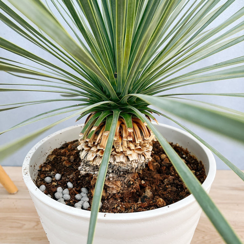 現品］【希少】ユッカ ロストラータ 実生 8号 観葉植物 レア 地