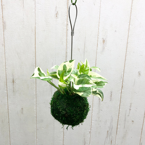 ポトス エンジョイ ENJOY 苔玉 ハンギング その他インテリア雑貨
