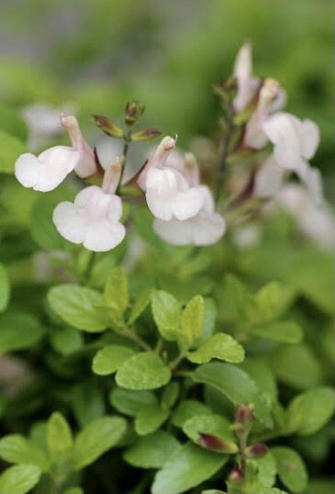 チェリーセージ ムーンライトオーバー 挿し穂 15cm 2本 その他素材  