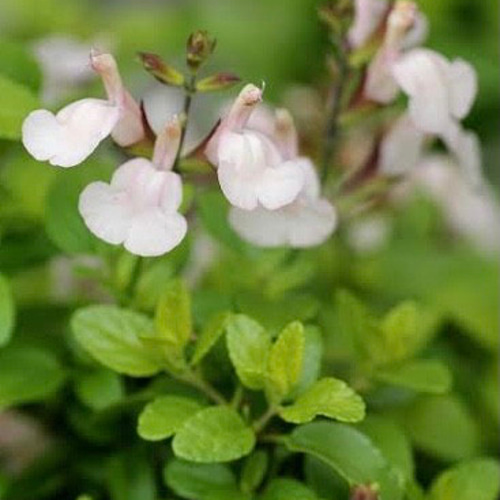 チェリーセージ ムーンライトオーバー 挿し穂 15cm 2本 その他素材  