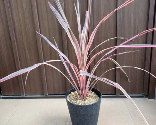 コルジリネ サウザンスプレンダー 鉢植え 苗 カラーグラス ドライ
