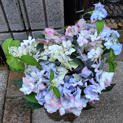 紫陽花【立馬の小次郎 大株】新種 咲き始めのホワイトから咲進む