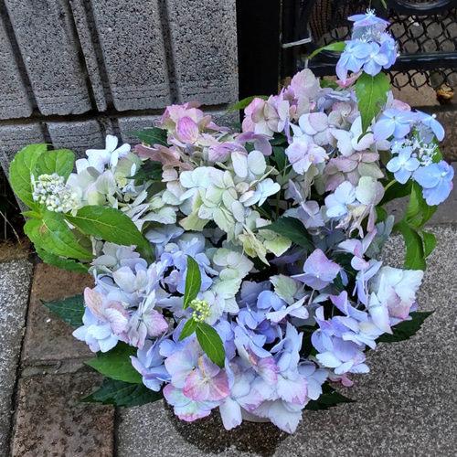 紫陽花【立馬の小次郎 大株】新種 咲き始めのホワイトから咲進む