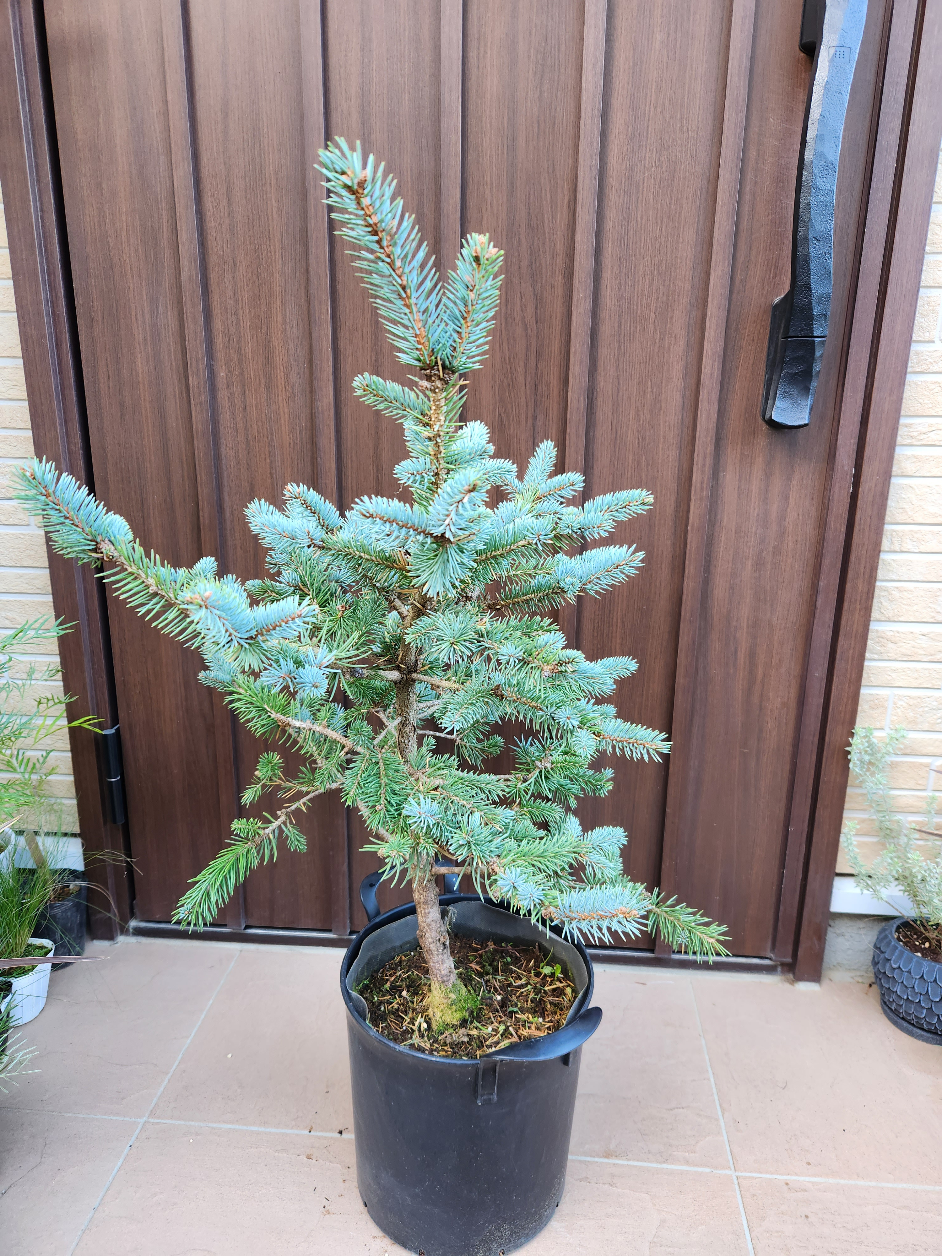 新緑♡ 　プンゲンストウヒ　ホプシー　ポット鉢植え　苗木　苗 プンゲンストウヒ ホプシー ポット苗 鉢植え 新緑 美形 盆栽