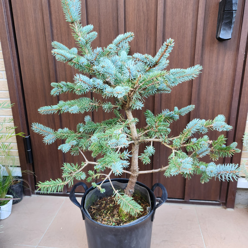abies numidica glauca　接ぎ木苗 abies numidica glauca 接ぎ木苗 （abies koreana アビエスコレ