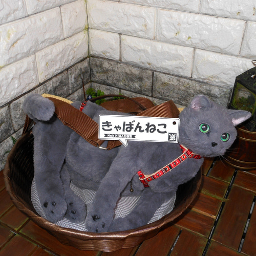 きゃばんねこ】ブリティッシュブルー、ロシアンブルーのリアルな実物大
