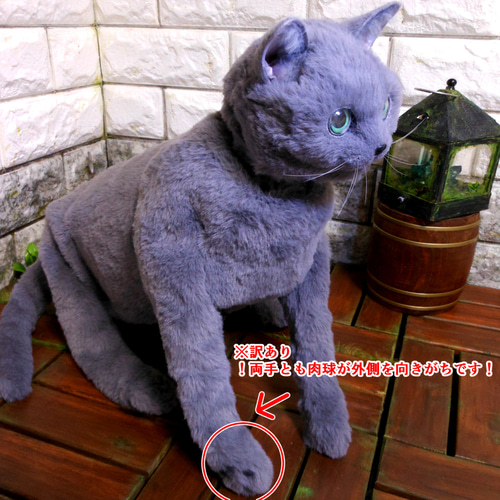 きゃばんねこ】ブリティッシュブルー、ロシアンブルーのリアルな実物大
