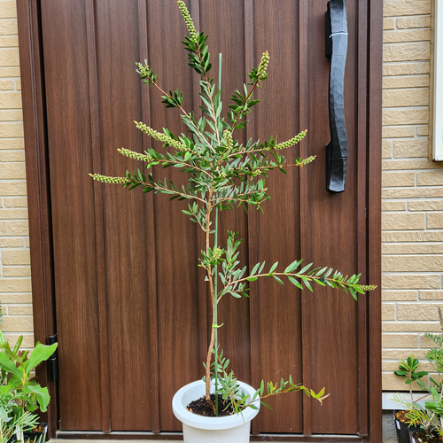 カリステモン ブラシノキ リーブスピンク 鉢植え 苗 オージー