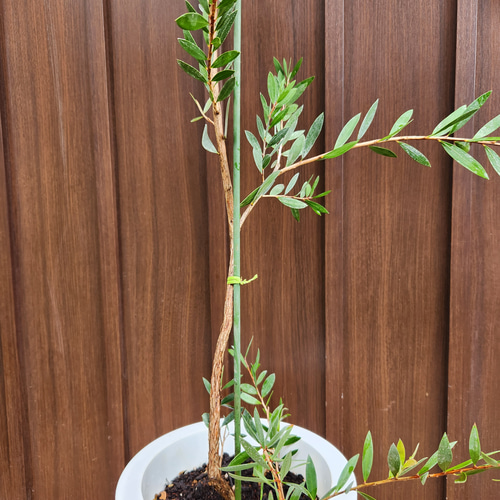 カリステモン スポットファイヤー 8号鉢 大株 オージープランツ