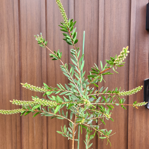 カリステモン ブラシノキ リーブスピンク 鉢植え 苗 オージー