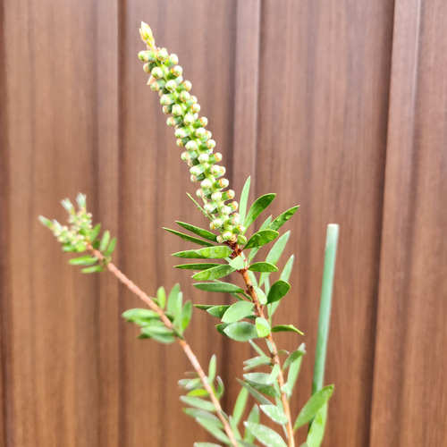 カリステモン ブラシノキ リーブスピンク 鉢植え 苗 オージー