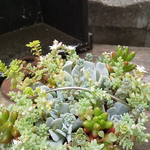 多肉植物 トップシータービーの華やかな寄せ植え 多肉植物 ミクロ 通販