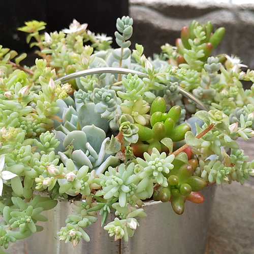 多肉植物 トップシータービーの華やかな寄せ植え 多肉植物 ミクロ 通販