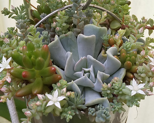 おまとめ中！39SALE！多肉植物^o^   盛り盛り！トップシーダビー おまとめ中！39SALE！多肉植物^o^ 盛り盛り！トップシーダビー お