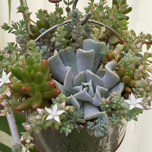 多肉植物 トップシータービーの華やかな寄せ植え 多肉植物 ミクロ 通販