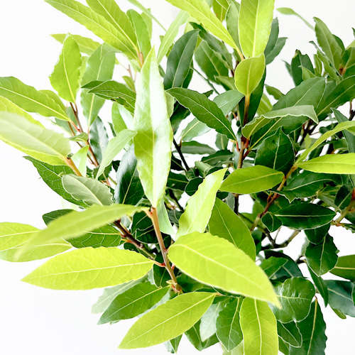 送料無料》25. ゲッケイジュ ローリエ alla moda plant 多肉植物 calm 
