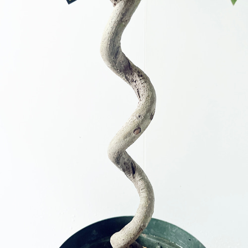 送料無料》25. ゲッケイジュ ローリエ alla moda plant 多肉植物 calm 
